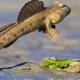 Photo of 10 species of land predatory fish in the natural world