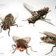 Photo of 3 How to make fly traps very simple and effective in just 5 minutes