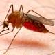 Photo of 3 simple ways to effectively prevent dengue