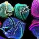 Photo of 5 natural poisons are the most destructive in the world