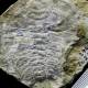Photo of 530 million year old fossils have eyes like bees, dragonflies today