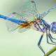 Photo of 6 things you never knew about dragonflies