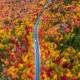 Photo of 7 beautiful autumn paths as in the fairy world