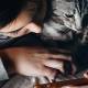 Photo of 7 games for cats on an iPad or Android tablet