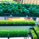 Photo of 8 types of vegetables can be grown at home from the original stems