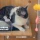Photo of AI technology and face recognition are used to build shelters for stray cats