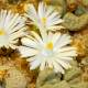 Photo of Amazing flowers are shaped like pebbles