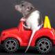 Animals can be surprisingly humanoid: rats can drive, dolphins dream ...