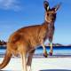 Photo of Australia urged people to eat Kangaroo meat to protect the ecosystem