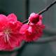 Photo of Beeping, stopping flowers blooming right on Tet