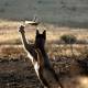 Photo of Birds flying in the sky did not escape the claws of this ground hunter