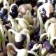 Photo of Black bean sprouts do anything?  Instructions on how to make black bean sprouts at home is easiest