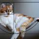 Photo of Cats are perfect animals, at least when applying the Golden Fibonacci ratio