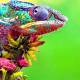 Photo of Chameleon fluorescence under ultraviolet light