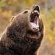 Photo of Climate change is so severe that hibernating bears woke up 2 months early