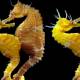Close up of the process of female seahorses sending eggs by pregnant males