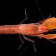 Close-up shot of 'killer' of pistol shrimp, speed 97km / h