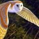 Photo of Decipher the mystery of pig birds, birds signal death