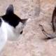 Photo of Despite being eaten by frogs, snakes still aggressively attack cats