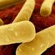 Photo of Deworming drugs can stop dead C. difficile bacteria