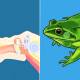 Photo of Did you know: people and pigs have the same skin structure, human nervous system and round worms are the same ...