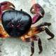 Photo of Difficulty: Does the crab know how to hurt?