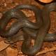 Photo of Discover new snake species in Con Dao