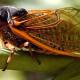 Discover supernatural abilities only in cicadas