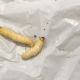 Discover the 2-in-1 'plastic feeding machine': the caterpillar and its gut bacteria easily digest the most persistent plastic