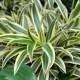 Photo of DNA testing shows an extinct plant species