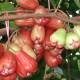 Photo of Eating lots of 'whips' is not only painless but also beneficial for health