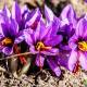 Photo of Effect of saffron pistil with health and beauty