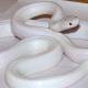 Extremely rare albino snakes found in Australia