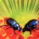 Photo of Fighting for partners can help animals adapt better when their living environment becomes harsh