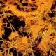 Photo of Finding new fossils can represent the world's oldest fungus
