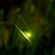 Photo of Fireflies are disappearing, what is the cause?