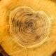 Photo of Found evidence of Sun storm in wood rings