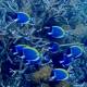 Photo of Found shelter for corals threatened by global warming