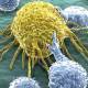 Photo of Genetically modified bacteria in shellfish help kill cancer tumors
