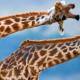 Photo of Giraffes have a long neck not to eat leaves on the tops of trees?