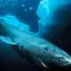 Photo of Greenland sharks are the longest living animals on the planet, 400 years old