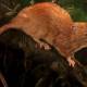 Photo of Half a meter long mouse that can bite the coconut for the first time was discovered after 80 years