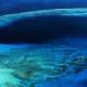 Photo of Horror secret at the island of humans do not dare to set foot