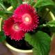 Photo of How to Care for Fuschia