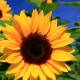 How to make handmade sunflower cards for teachers