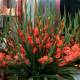 Photo of How to plug a vase of flowers to glimpse 'thousand hands' beautiful, playing on Tet
