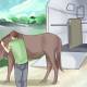 How to Trailer a Horse