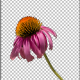 Photo of How to Use Layer Masks in Zoner Photo Studio X