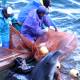 'Hunting' season and bloody 'carnage' dolphins in Taiji, Japan