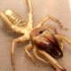 Photo of Hybrid between giant spiders and scorpions, this furry exotic creature is the fear of many people